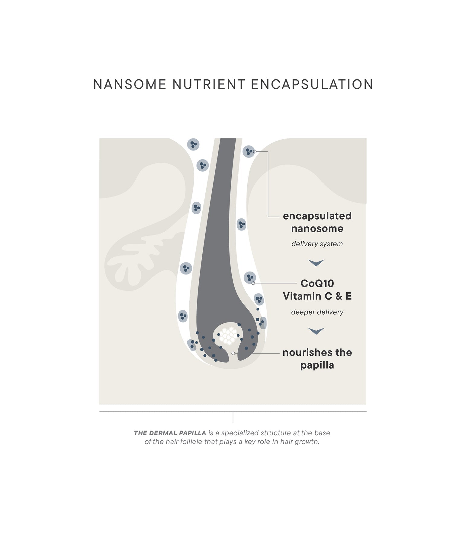 Scalptherapy Thickening Ritual - Hair Care